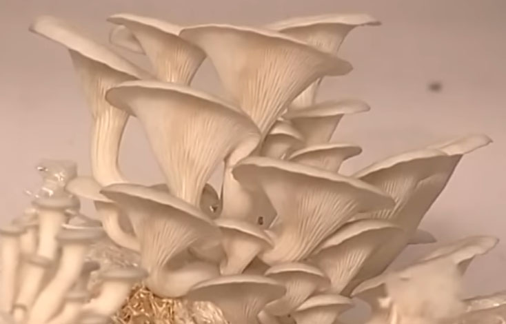 mushroom training